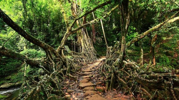 Riwai-Nohwet Root Bridge of Meghalaya