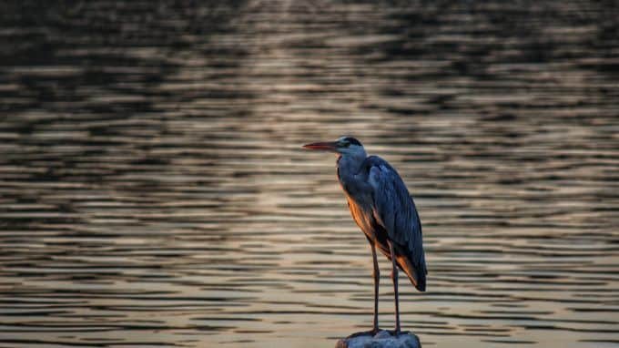 birdwatching near chandubi lake