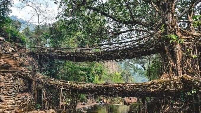 double decker Root Bridges of Meghalaya