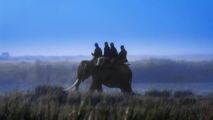 kaziranga safari booking - elephant safari