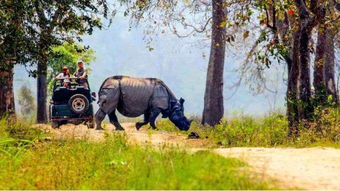 kaziranga safari booking - jeep safari