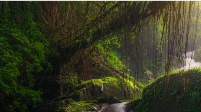 Kudengrim Root Bridge