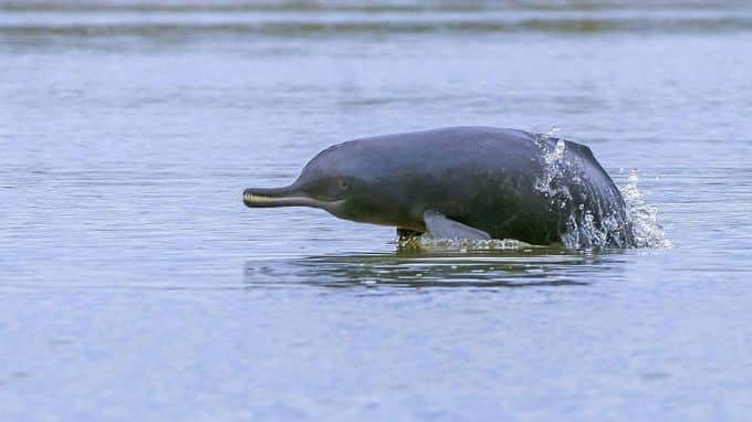 Brahmaputra River Dolphin in kaziranga