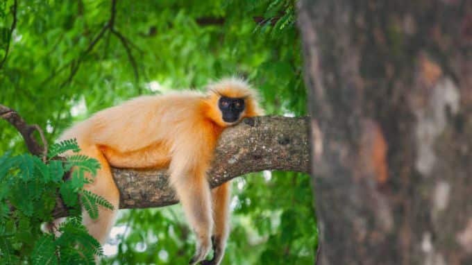 golden langur