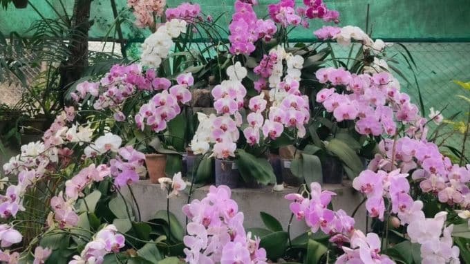 Kaziranga Orchid Park Entry Fee