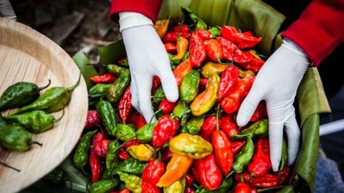 bhut jolokia - Horticulture Products from NE India w