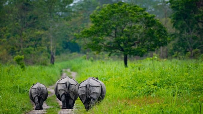 barpeta is famous for manas abd its rhino