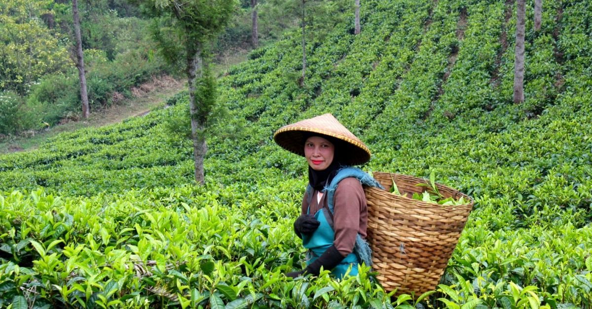 Famous Tea Gardens In Guwahati (Within 50 Km)